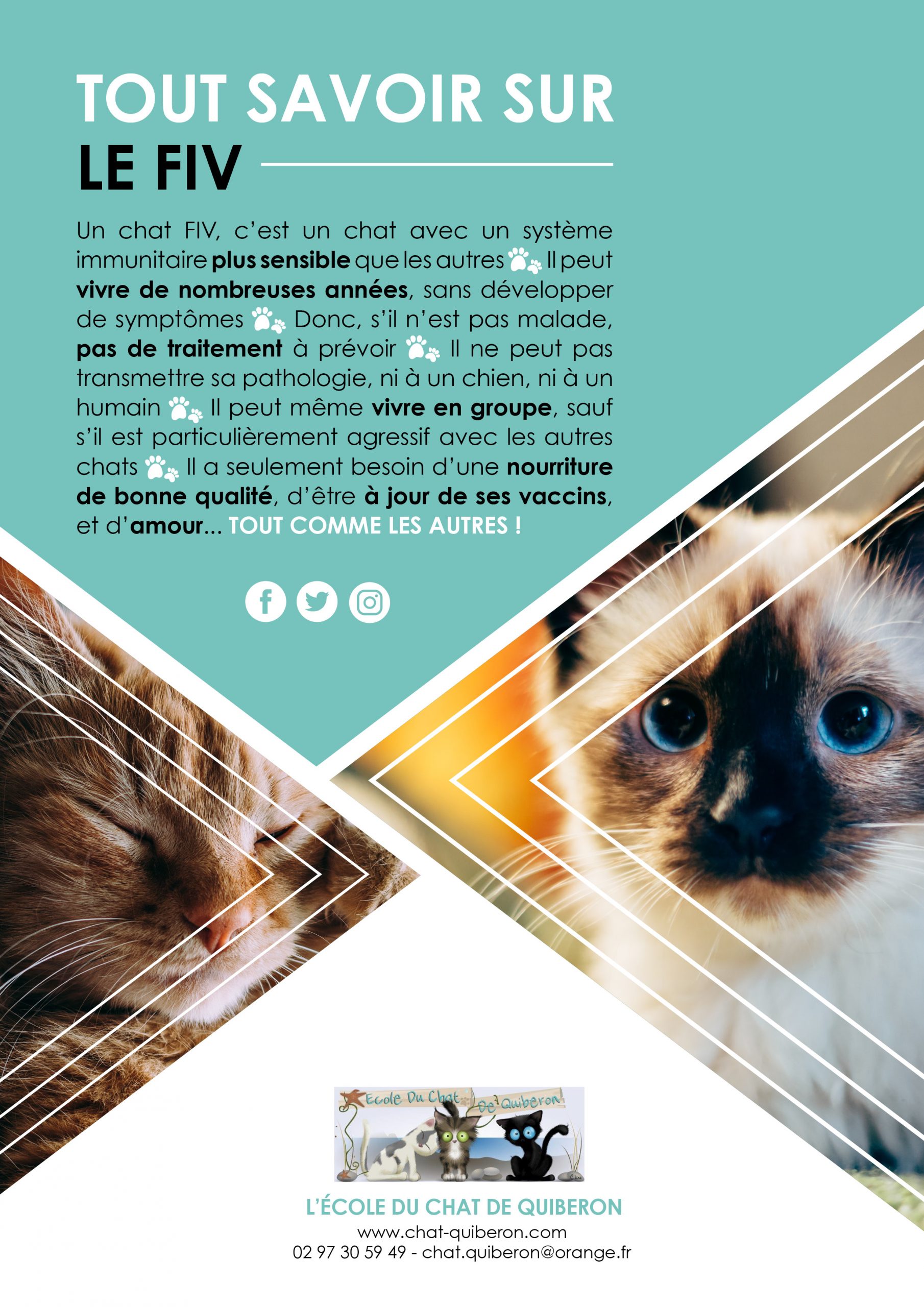 Affiche Prévention FIV Ecole du Chat de Quiberon
